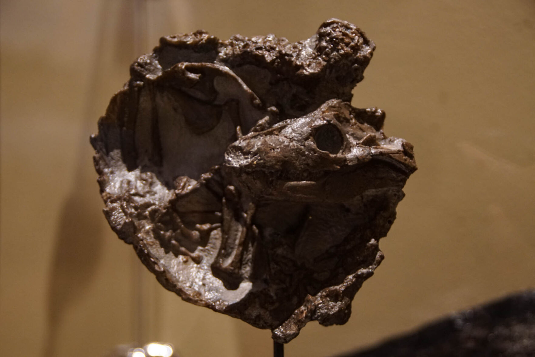 Fossil